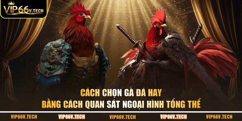 Cách chọn gà đá hay bằng cách quan sát ngoại hình tổng thể