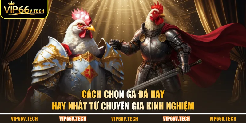 Cách chọn gà đá hay