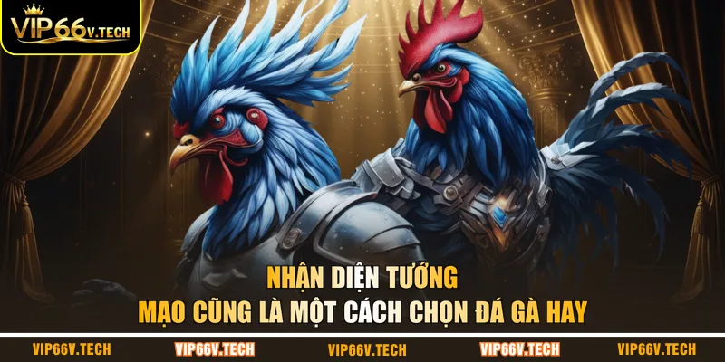 Nhận diện tướng mạo cũng là một cách chọn đá gà hay