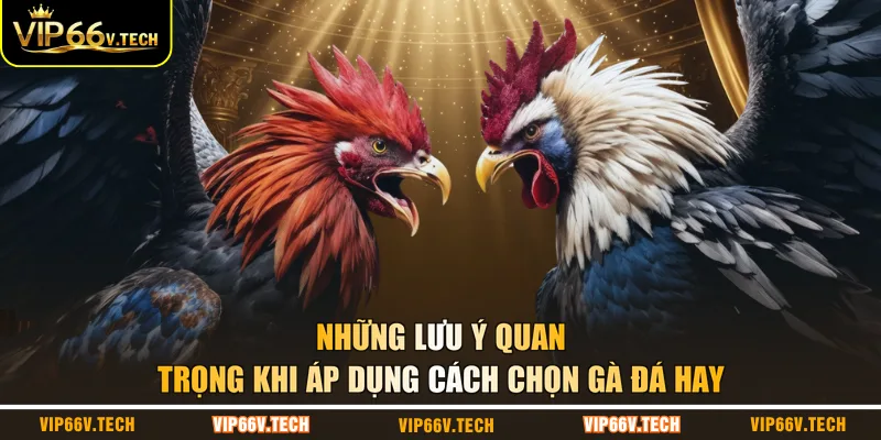 Những lưu ý quan trọng khi áp dụng cách chọn gà đá hay